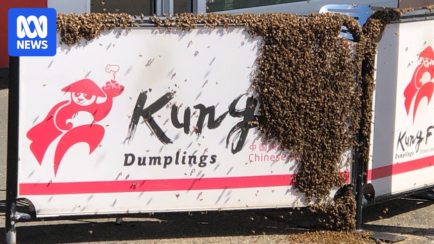 'People running through the street' as bees swarm Wagga Wagga CBD