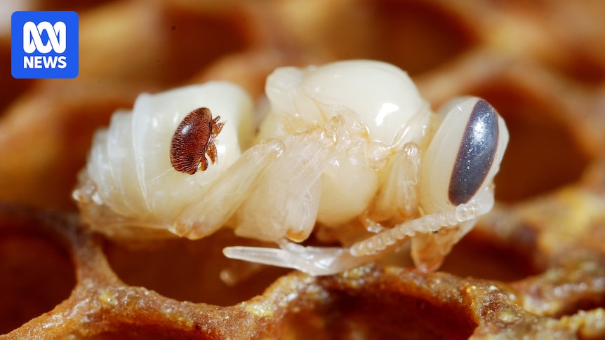 Infected hives removed but varroa could still be in SA, authority says