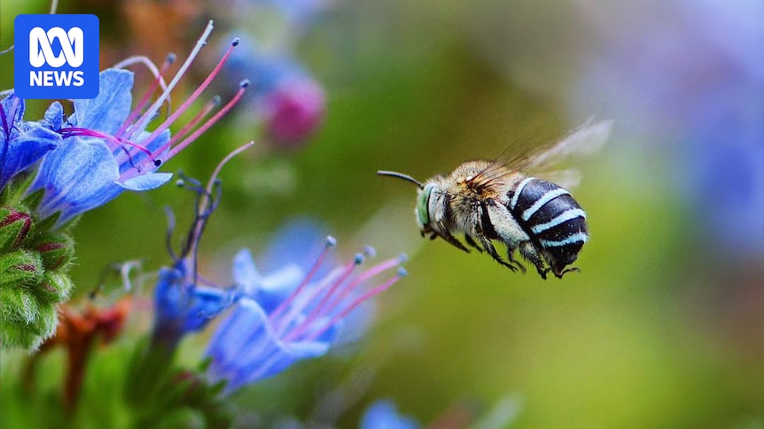 Residents encouraged to attract more bees as varroa mite spreads
