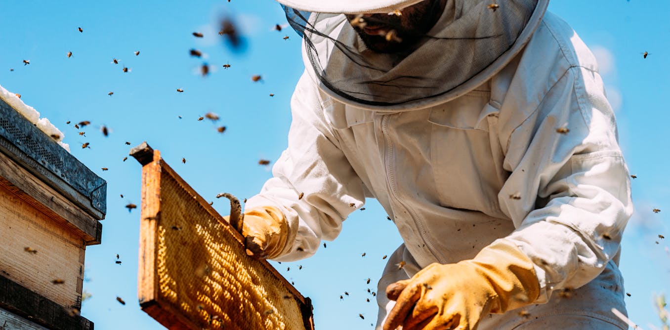 Life lessons from beekeepers – stop mowing the lawn, don’t pave the driveway and get used to bugs in your salad