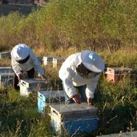 Generations of beekeepers keep Erzurum village buzzing - Türkiye News