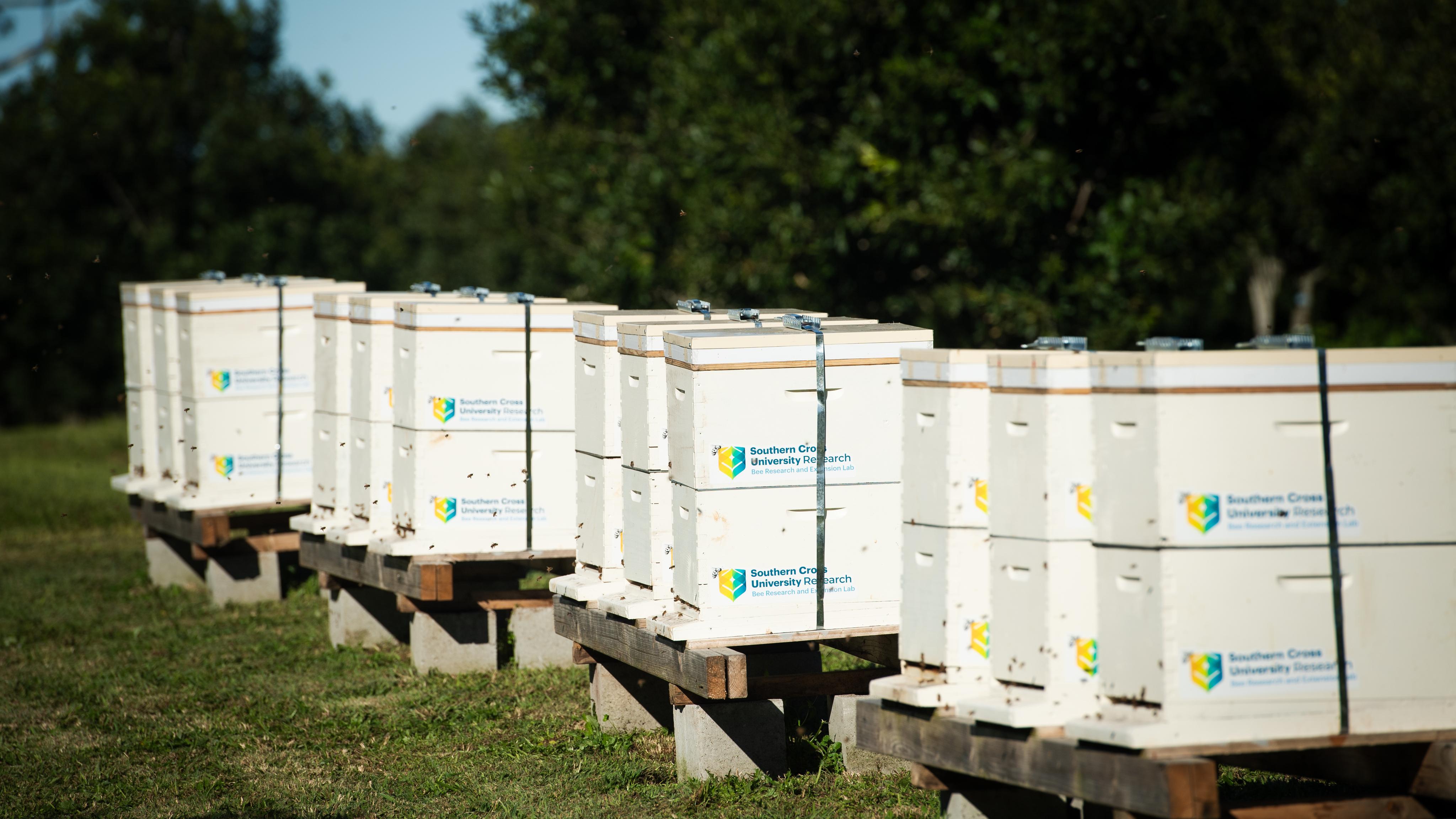 Bee Research and Extension Lab - Southern Cross University