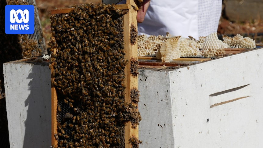 Varroa mite infestations could see mass exodus from industry as costs increase
