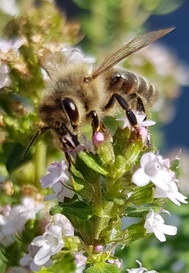 Bienen und Klimawandel