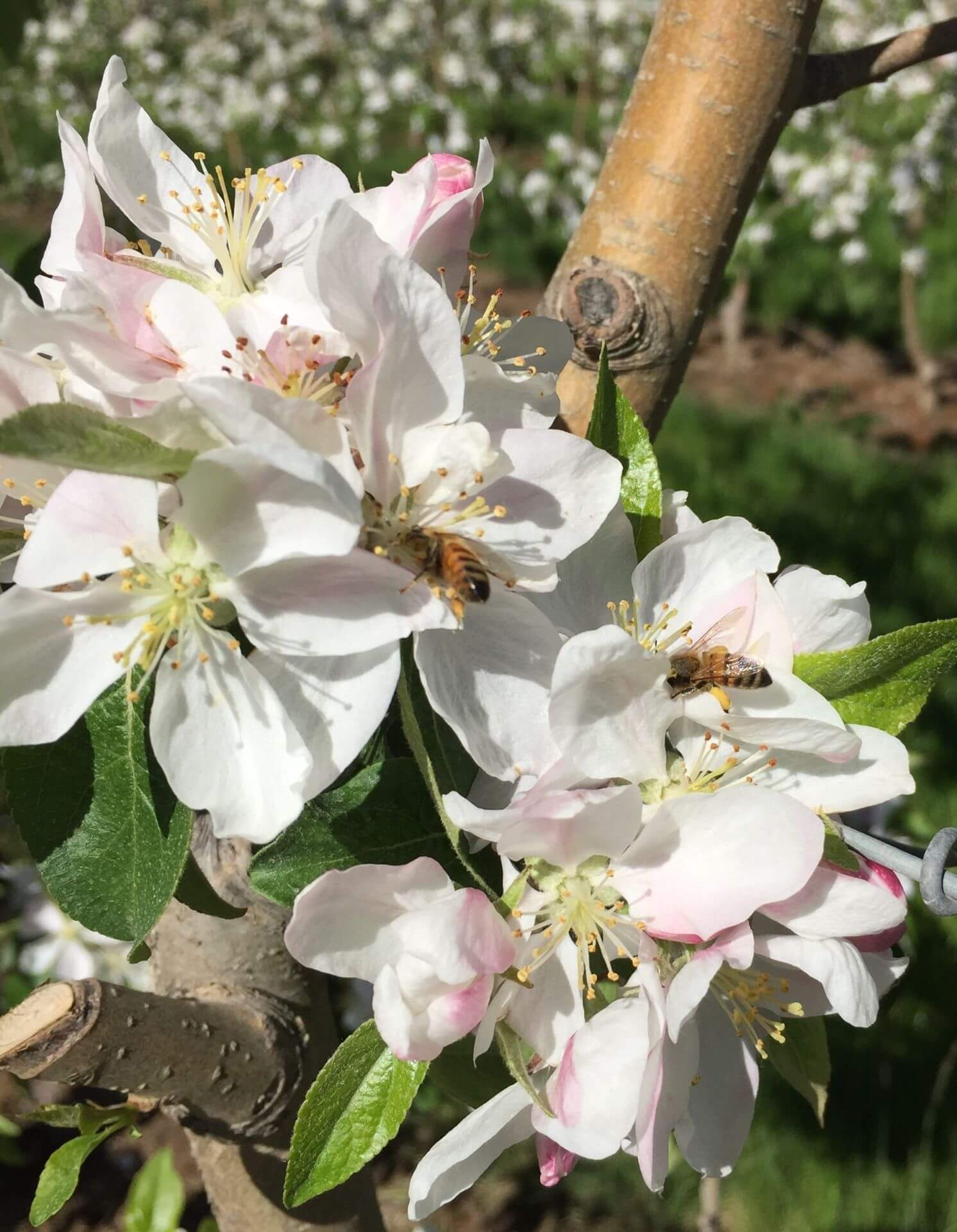 Honey Bees Do Half of Crop Pollination, While Other Insects Do The Other Half