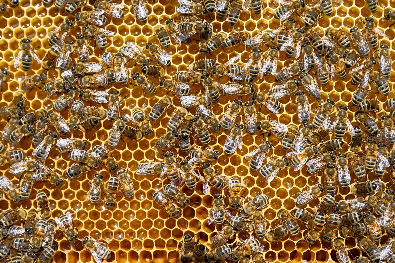 NBV heeft zich aangesloten bij de European Beekeepers Association