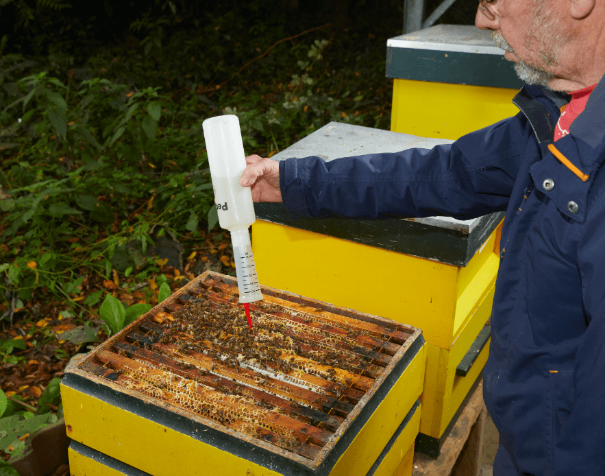 Winterpeiling, hoe is het met je bijen?