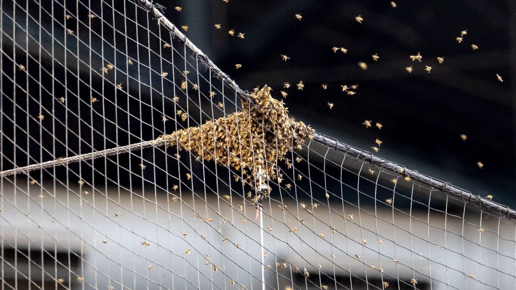 0:47woensdag 1 mei 2024, 10:11Bijennest stelt wedstrijd tussen Diamondbacks en Dodgers uren uitNadat een imker het nest had weggehaald, kon de wedstrijd beginnen.