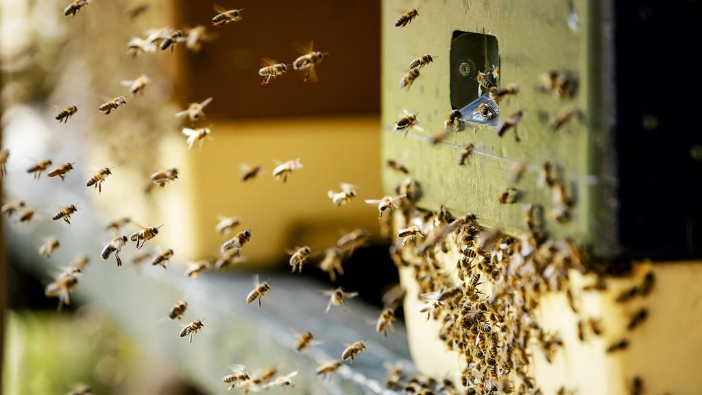 donderdag 26 oktober 2023, 15:51Duizenden bijen gestolen bij imker in WeertVolgens de imker zijn zo'n vijftien bijenkasten verdwenen. 