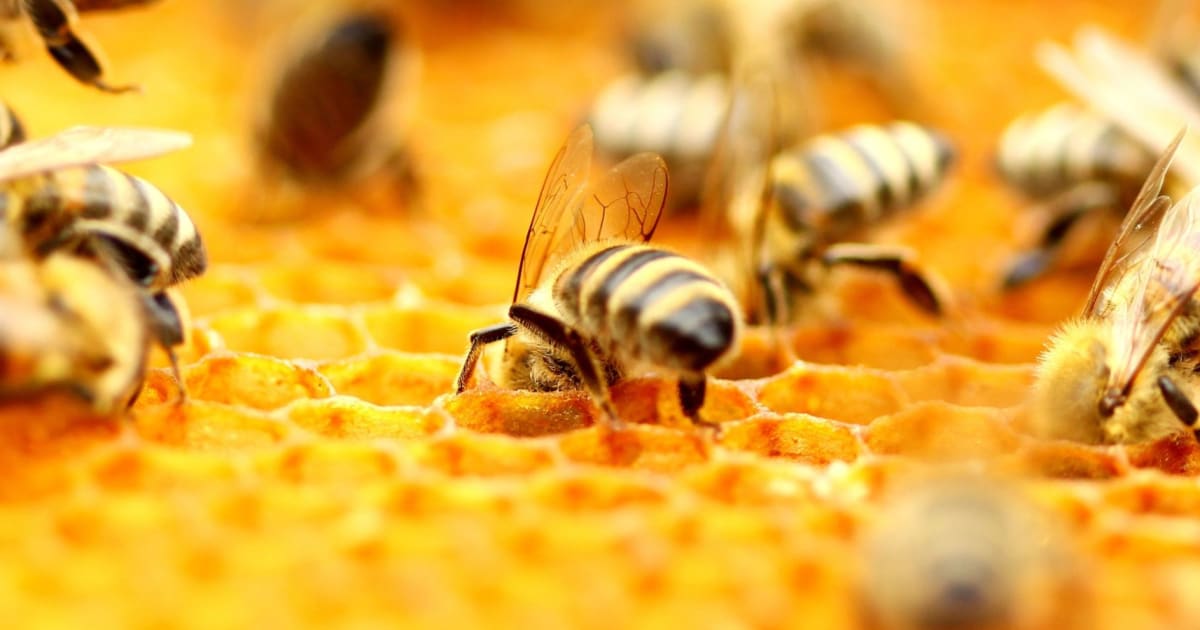 Bees in Schools