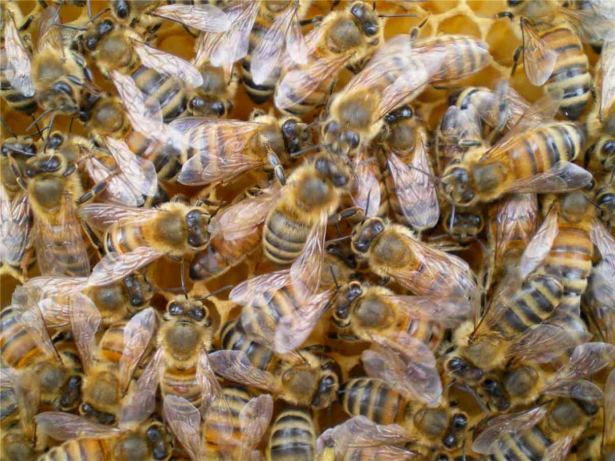 Abejas gordas: qué son y cómo se consiguen las abejas ricas en proteína