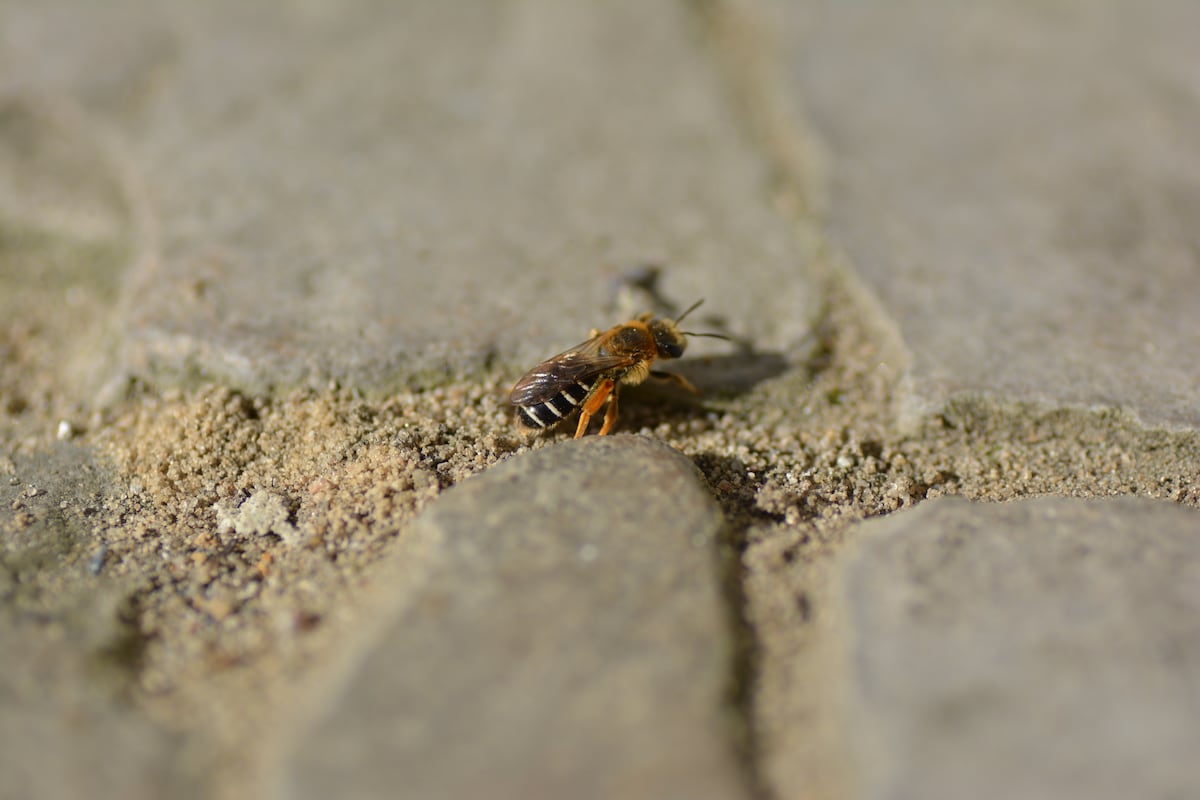 Las abejas solitarias se refugian en las aceras de las ciudades