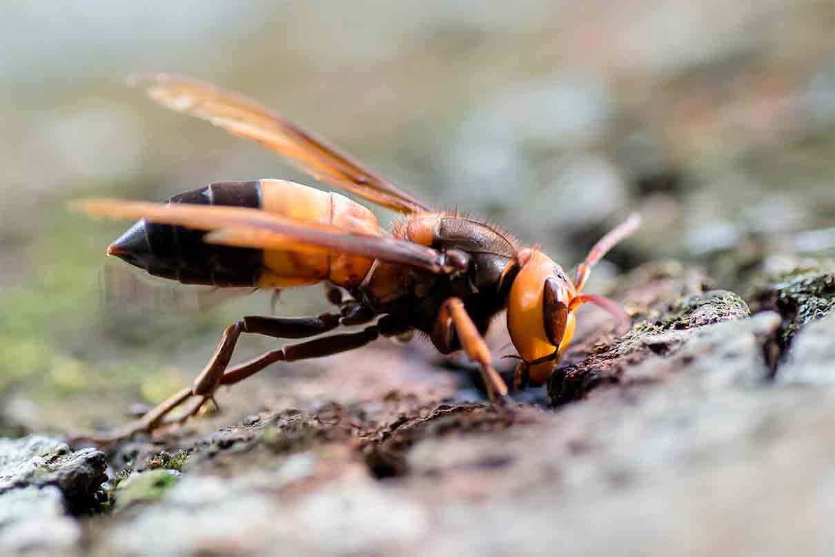 Vespa soror: así es la nueva avispa invasora que amenaza a la apicultura en España