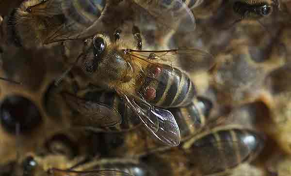 Control de varroa con hojas de nogal, enebro, orégano o hierbabuena: resultados esperanzadores