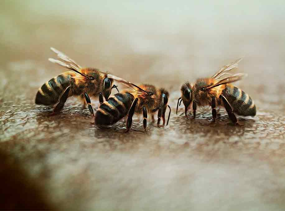 Probióticos en la alimentación de las abejas: todas sus ventajas