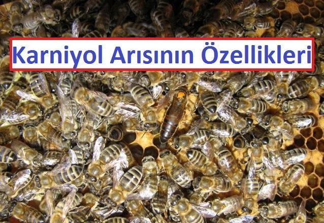 ARI IRKLARI ve OZELLIKLERI_ari_irklari,