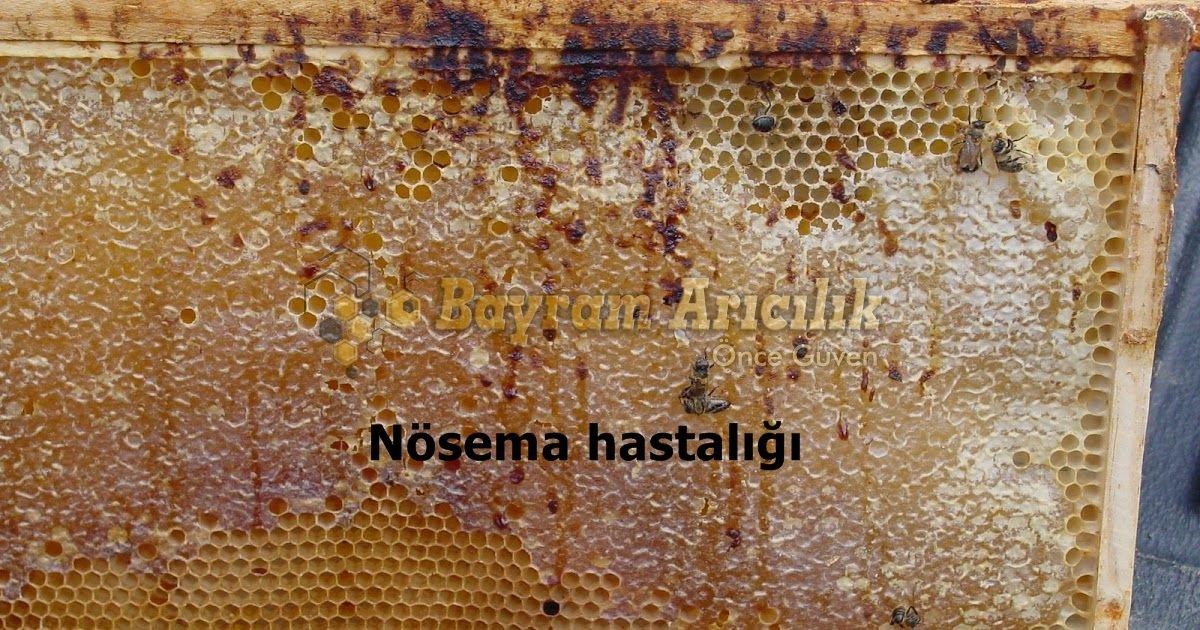 Nosema Hastaligi Kontrol Urunleri_Nosema_hastaligi