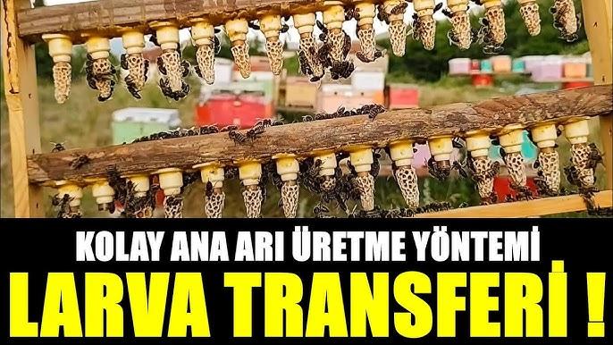 ANA ARI CIFTLESTIRME SISTEMLERI_ana_ari